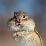 misato okuraのプロフィール画像