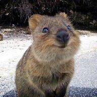 Joyのプロフィール画像