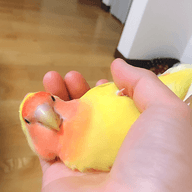 Sho Matsuzakiのプロフィール画像