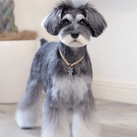 mihoのプロフィール画像