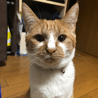 jediのプロフィール画像