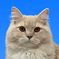 syuのプロフィール画像