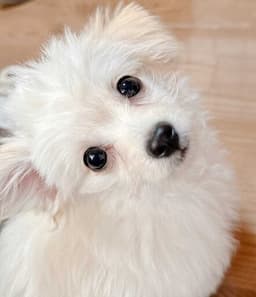 tabieのプロフィール画像