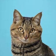 Kのプロフィール画像