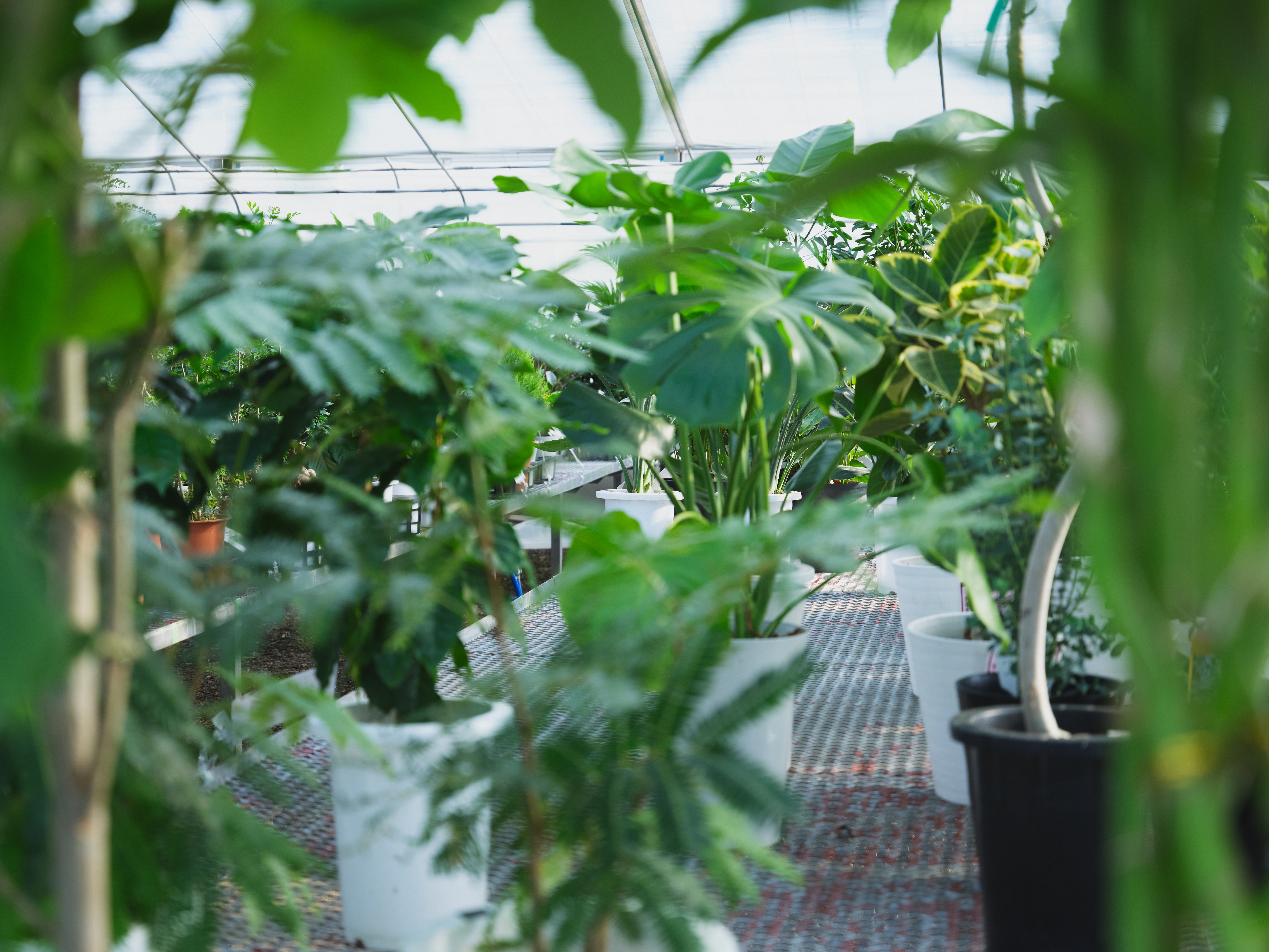 【さいたま】観葉植物の仕入_長期パートナー