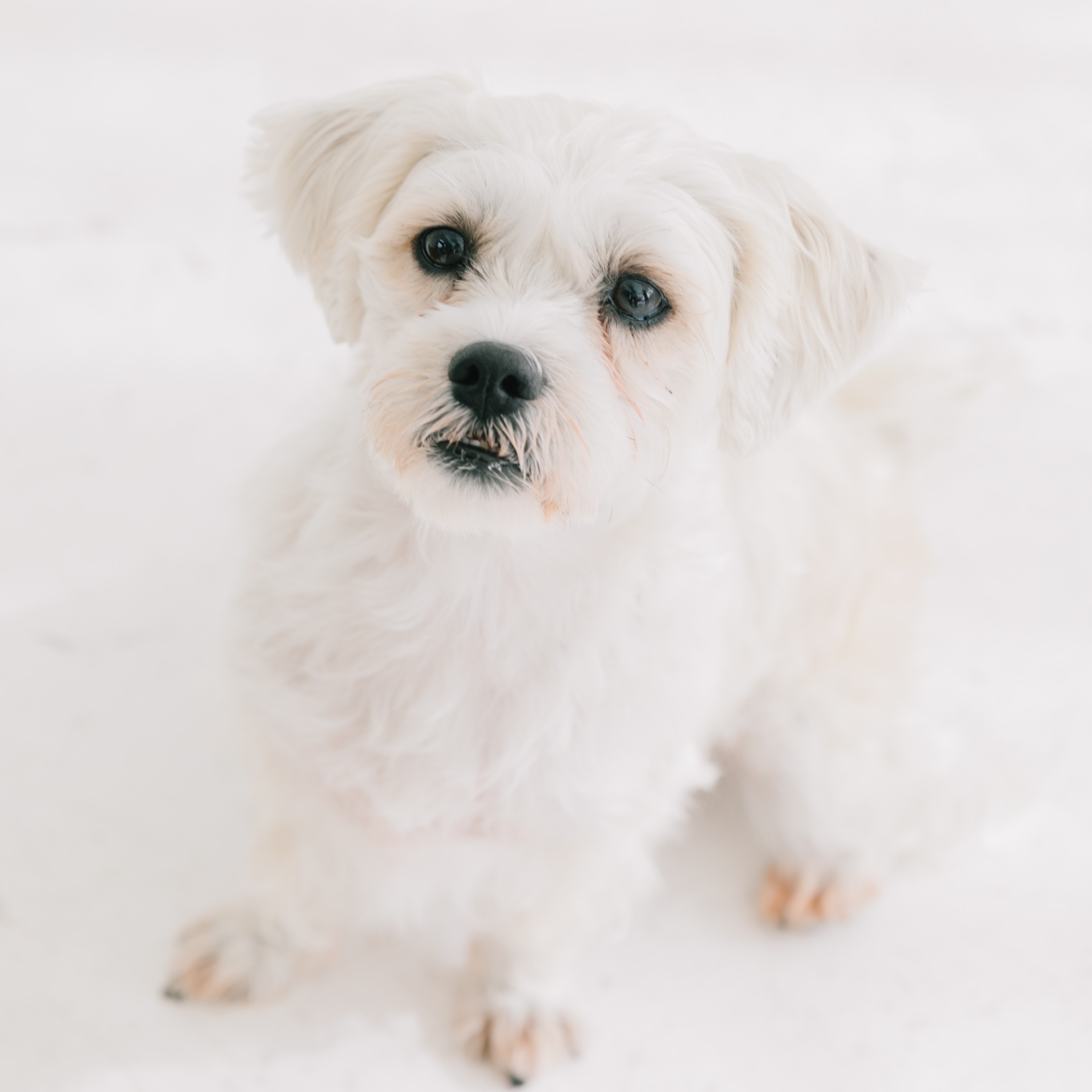 Webマーケティング リーダー（Web Marketing Lead）