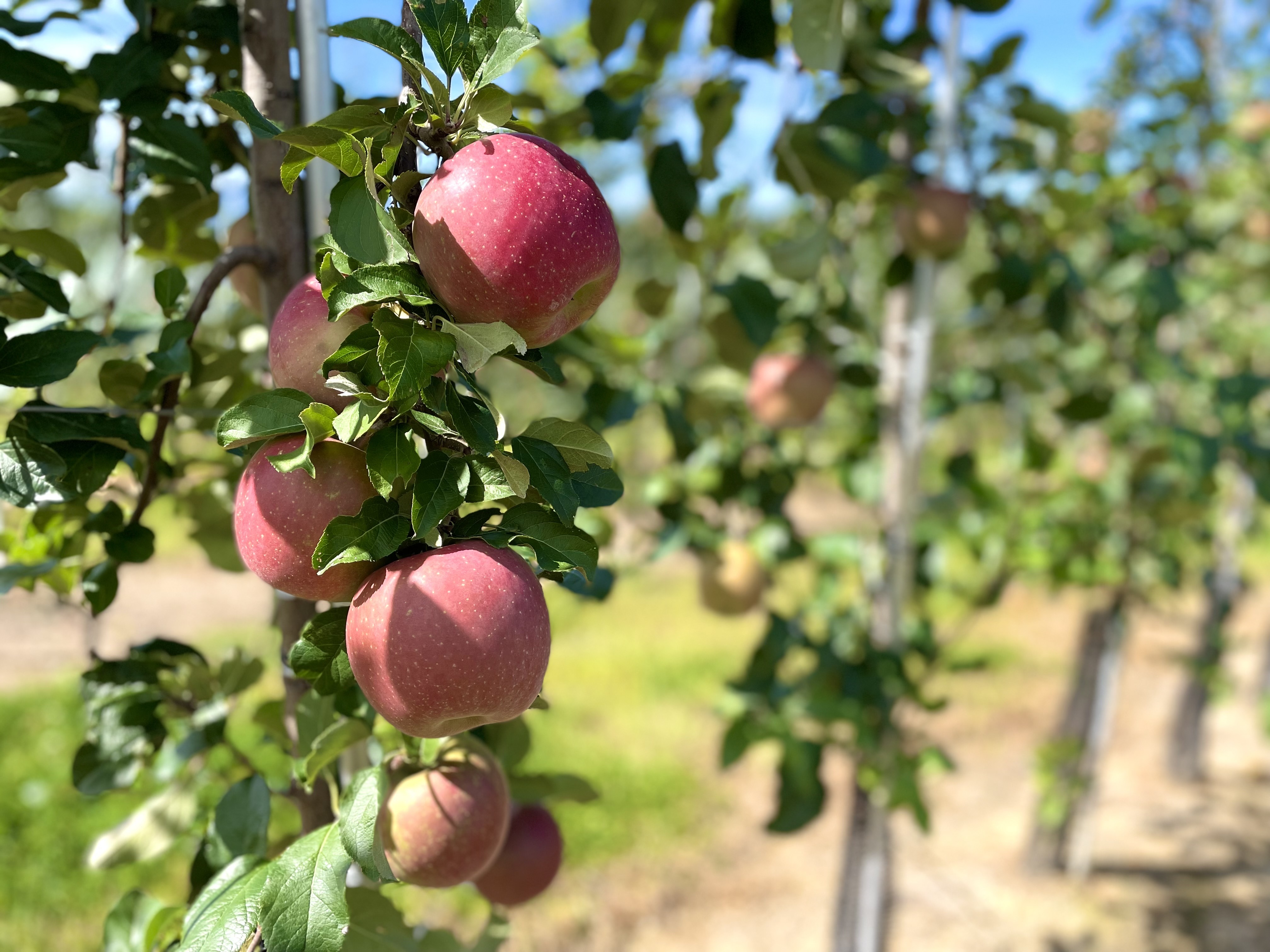 【農業部】農業生産事業 生産管理責任者候補