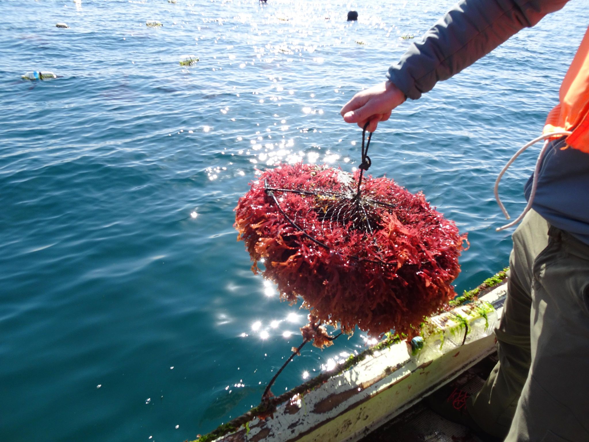 海藻の研究・生産に興味のある学生の方はこちら！